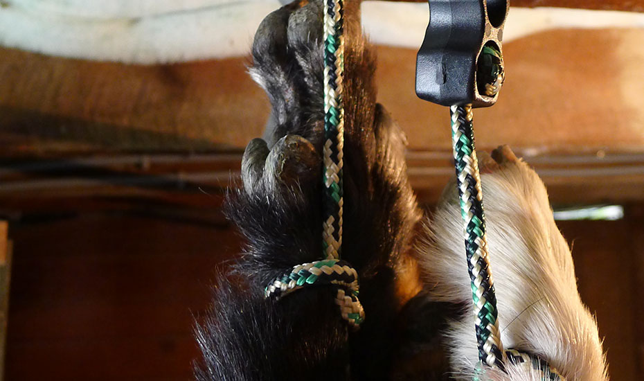 Lucas Mackie aged 11 uses Little Grippa to hang a pig